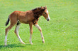 Photo: Colt Colt