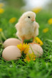 Photo: Little chicken Little chicken