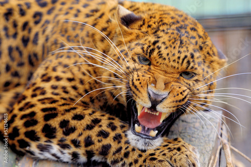 Photo: Leopard Leopard