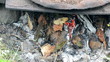 Video: firewood burn smokehouse firewood burn smokehouse