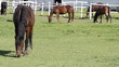 horses grazing ranch scene