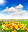 tulip flowers field. spring landscape