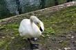 Swan  in attack