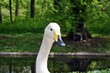 Portrait of a swan