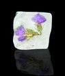 Ice cube with flowers, isolated on black