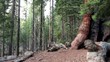 Video: A Tourist at ""Grizzly Giant"" sequoia tree in Mariposa Grove A Tourist at ""Grizzly Giant"" sequoia tree in Mariposa Grove