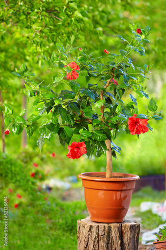 Photo: potted hibiscus plant on colorful background, in garden potted hibiscus plant on colorful background, in garden