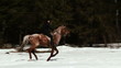 female cowboy rides a horse at a gallop in winter