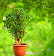 Photo: beautiful Crassula tree, on colorful background beautiful Crassula tree, on colorful background