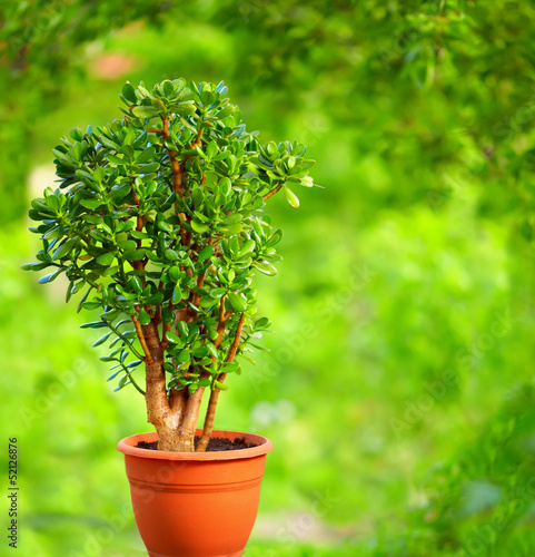 Photo: beautiful Crassula tree, on colorful background beautiful Crassula tree, on colorful background