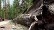 Video: A Tourist at "Fallen Monarch" Giant sequoia tree A Tourist at "Fallen Monarch" Giant sequoia tree