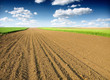 Photo: plowed field and green wheat plowed field and green wheat