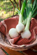 Fresh Sweet Vidalia Onions