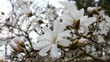 Video: Sternmagnolie vid 01 Sternmagnolie vid 01