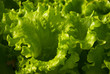 Butter Lettuce