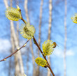 A Bee collecting pollen from Pussy Willow