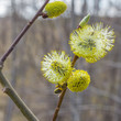 A Bee collecting pollen from Pussy Willow