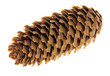 Photo: single fir cone isolated on white single fir cone isolated on white