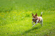 hund spielt auf grüner wiese
