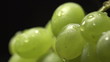 bunch of green grapes on a black background with water drops
