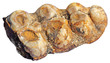 Mammoth teeth