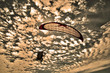 Parapente