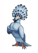 pigeon (goura)
