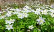 Photo: White Swedish anemones White Swedish anemones