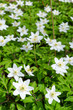 Photo: Vertical view of Swedish anemone flowers Vertical view of Swedish anemone flowers