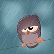 regen vogel wetter