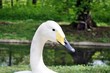 Swan