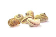 the shell
