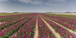 Purple tulips field