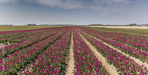 Photo: Purple tulips field Purple tulips field