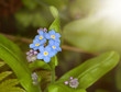 forget me not