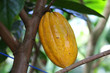 Cocoa (cocoa, Chocolate Tree, Cacao)