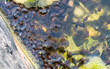 Wriggling Masses