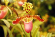 Orchid
