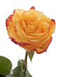 yellow rose