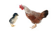 Photo: Brown hen Brown hen