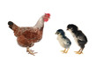 Photo: Brown hen Brown hen