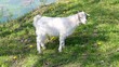 white baby goat grazing in the garden