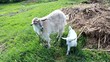 two white goats grazing in the garden