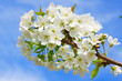 Foto: Weiße Kirschblüten. Weiße Kirschblüten.