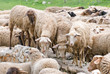 sheep grazing