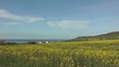Video: champs de colza sur la côte champs de colza sur la côte