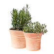 Rosmarin und Thymian