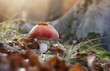 red mushroom in a forest at sunset ground level view