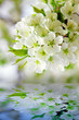 Weiße Kirschblüten.