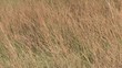 Reed grass swaying in the wind.